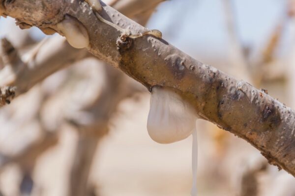 Encens - Dhofar