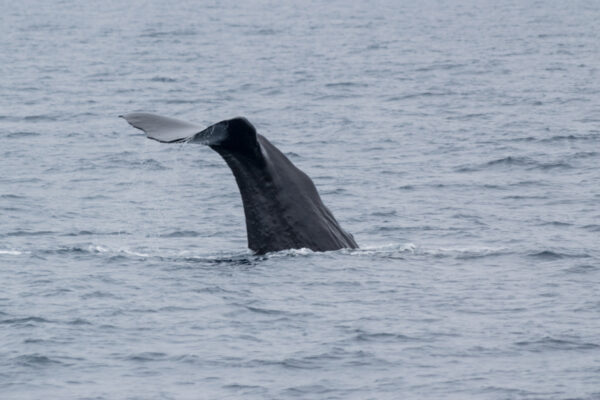 Excursion baleine à Kaikoura