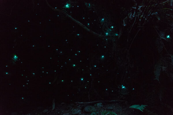 Hokitika Glow Worm Dell