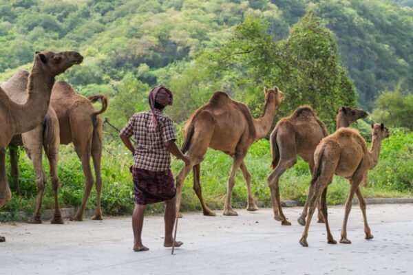 Jibali avec ses dromadaires dans le Dhofar