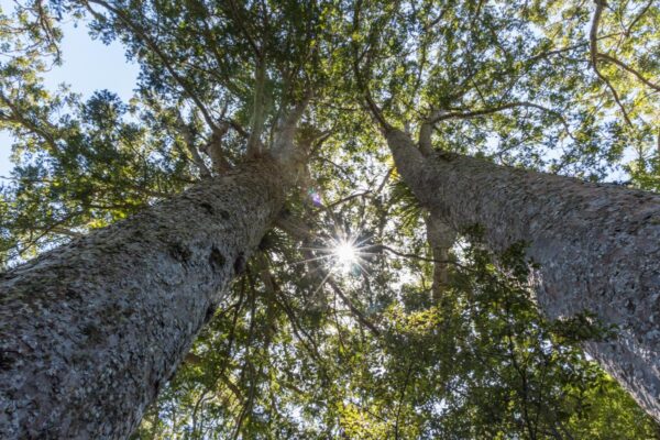 Kauri, arbre de Nouvelle-Zélande