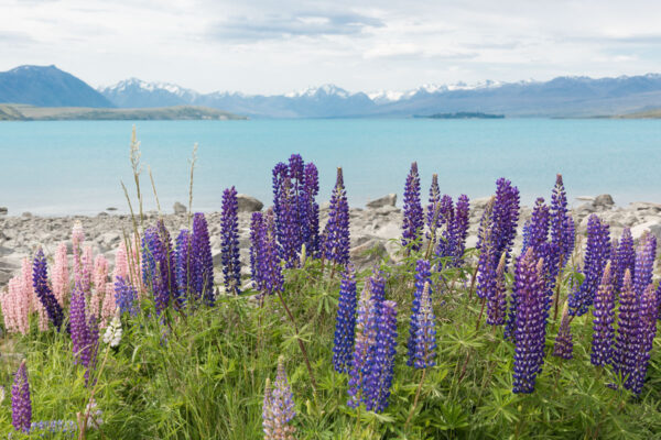 Lac Tekapo en Nouvelle-Zélande