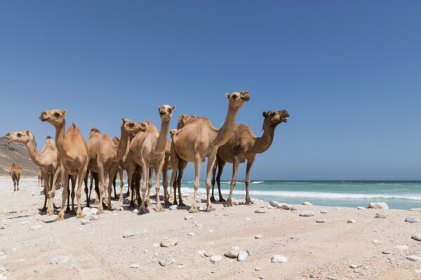 Mughsayl beach - Oman