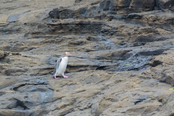 Pingouin à Curio bay en Nouvelle Zélande