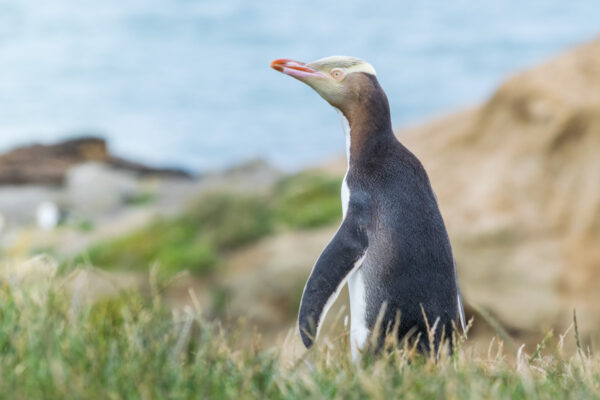 Pingouin en Nouvelle-Zélande