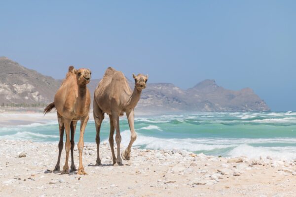 Plage de Mughsayl dans le Dhofar à Oman