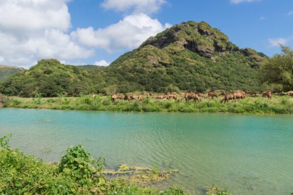 Wadi Darbat - Dhofar