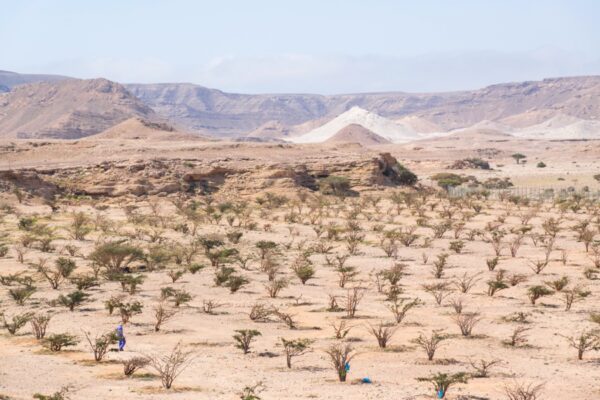 Wadi Dawkah - Dhofar