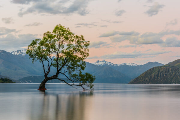 Wanaka Tree en Nouvelle-Zélande