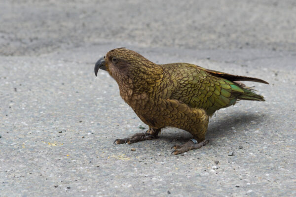 Kéa à Milford Sound