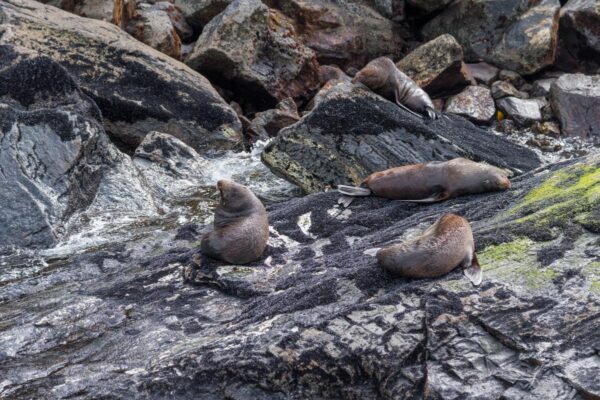 Phoques dans le fjord de Milford Sound