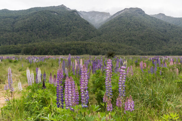 Paysage depuis un camping du DOC à Milford Sound