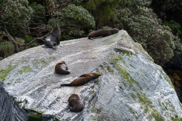 Phoques dans le fjord de Milford Sound