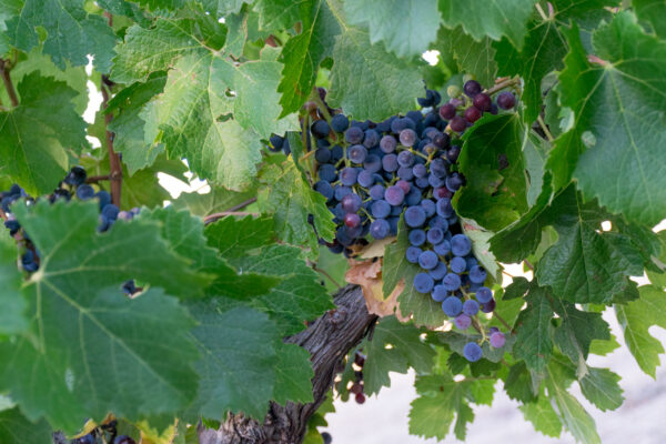 Vignoble du Luberon