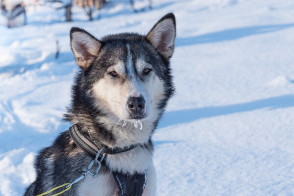 Chien de traineau à Tromso