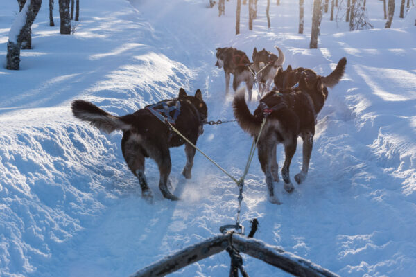 Excursion chien de traineau