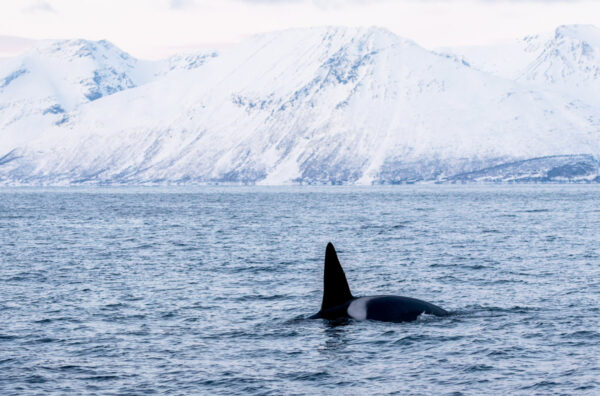 Voir des orques à Tromso