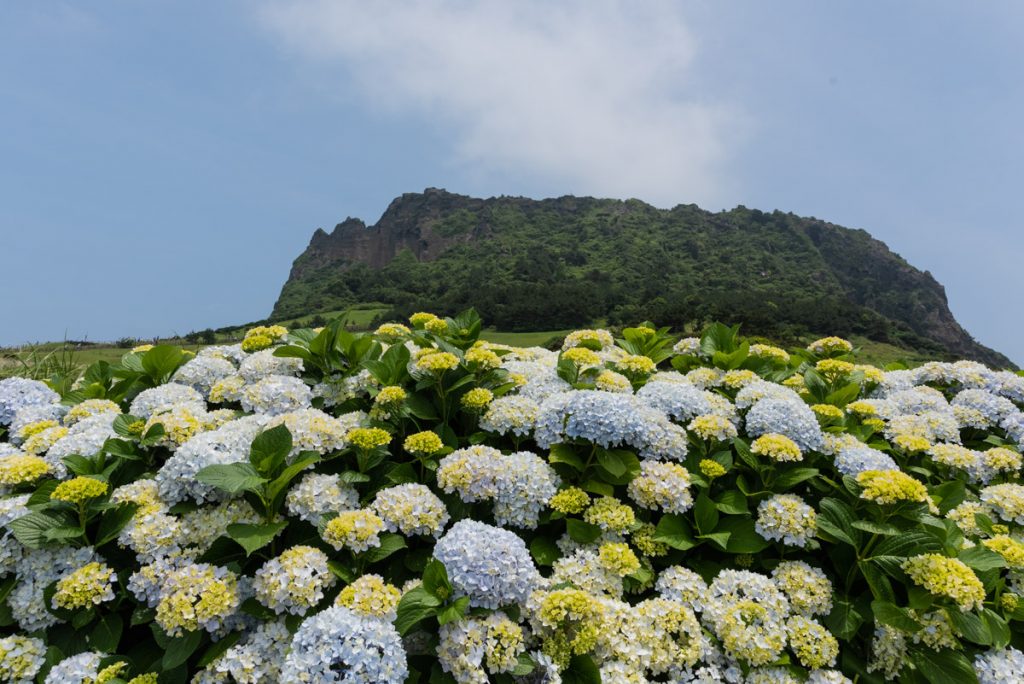 Que faire à Jeju, une île incontournable de Corée du Sud