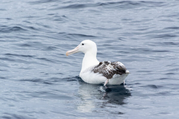 Albatros à Kaikoura lors d'une sortie baleine