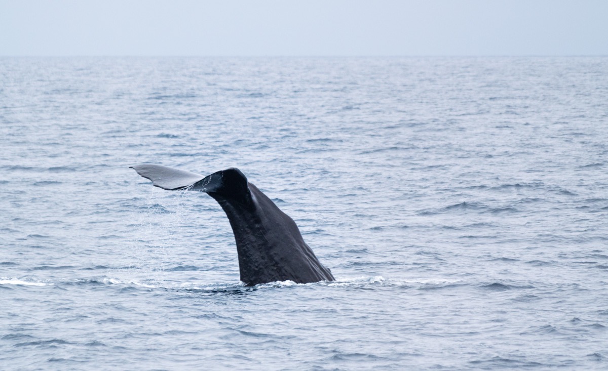 Baleine en Nouvelle-Zélande