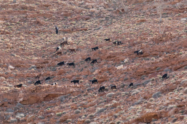 Berger vu au cours de la randonnée vers le jabal Haroun