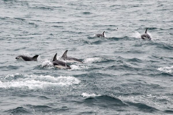 Dauphin à Kaikoura en Nouvelle-Zélande