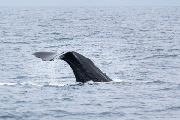 Excursion baleine à Kaikoura