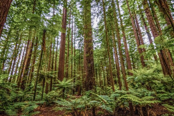 A faire à Rotorua : forêt de séquoias