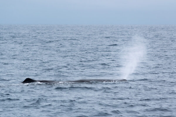 Grand cachalot à Kaikoura en Nouvelle-Zélande