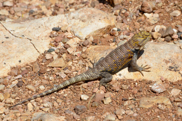 Randonnée au Grand Canyon