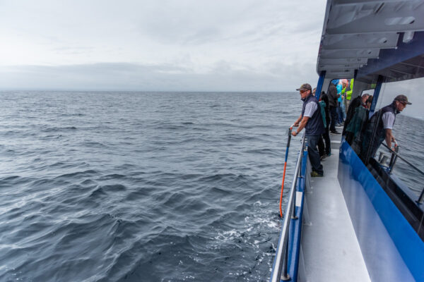 Recherche de baleine en Nouvelle-Zélande