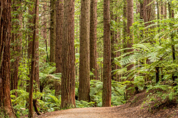 Que faire à Rotorua : Redwood Forest