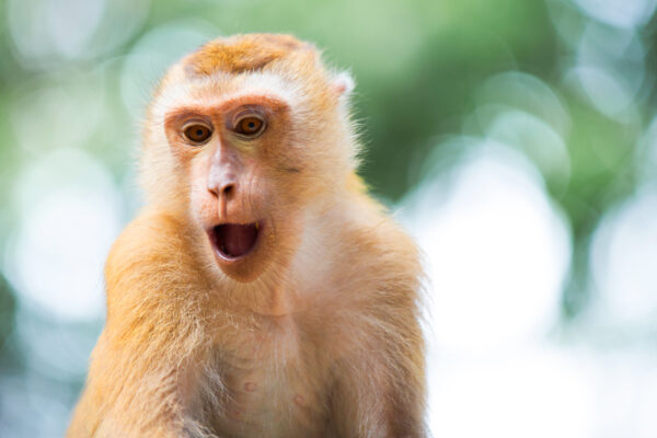 Monkey Hill à Phuket