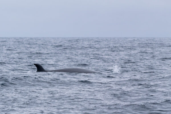 Voir des baleines en Nouvelle-Zélande