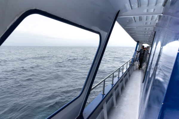 Whale watch Kaikoura, sortie baleine en Nouvelle-Zélande