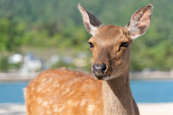 Biche à Miyajima