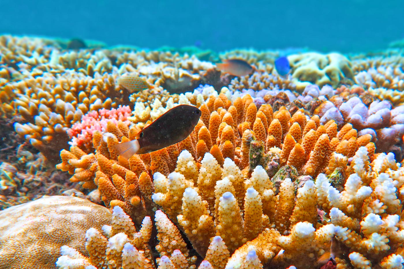 decouverte de la grande barriere de corail australienne