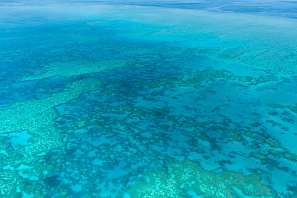 Récif corallien de la barrière de corail