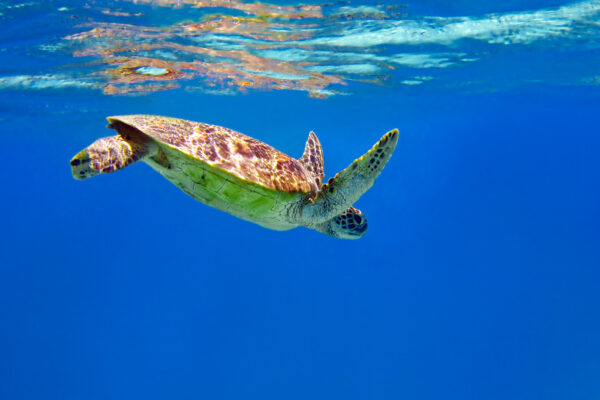 Snorkeling sur la Grande Barrière de Corail