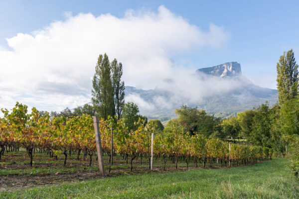 Que faire autour de Chambéry : vignobles