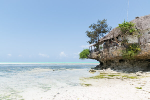 Pingwe à Zanzibar