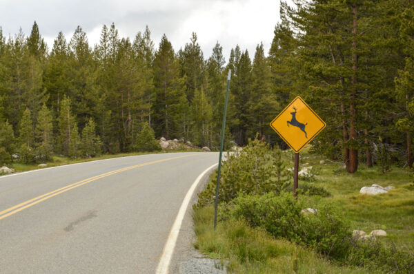 Tioga Road à Yosemite NP