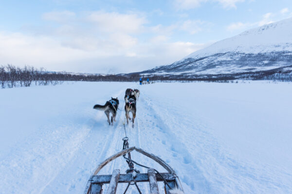 Activité chien de traineau en Norvège