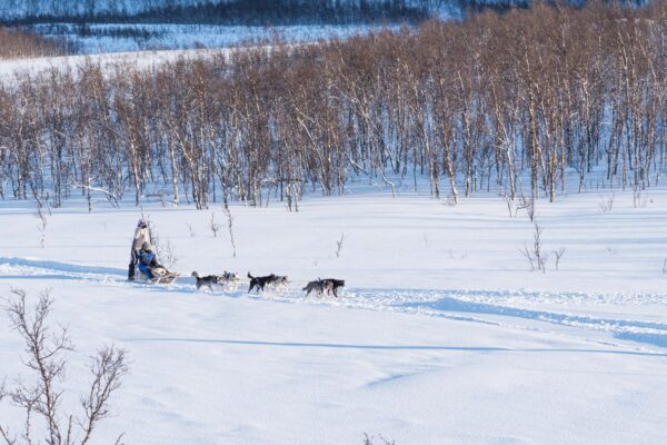 Balade en chien de traineau en Norvège