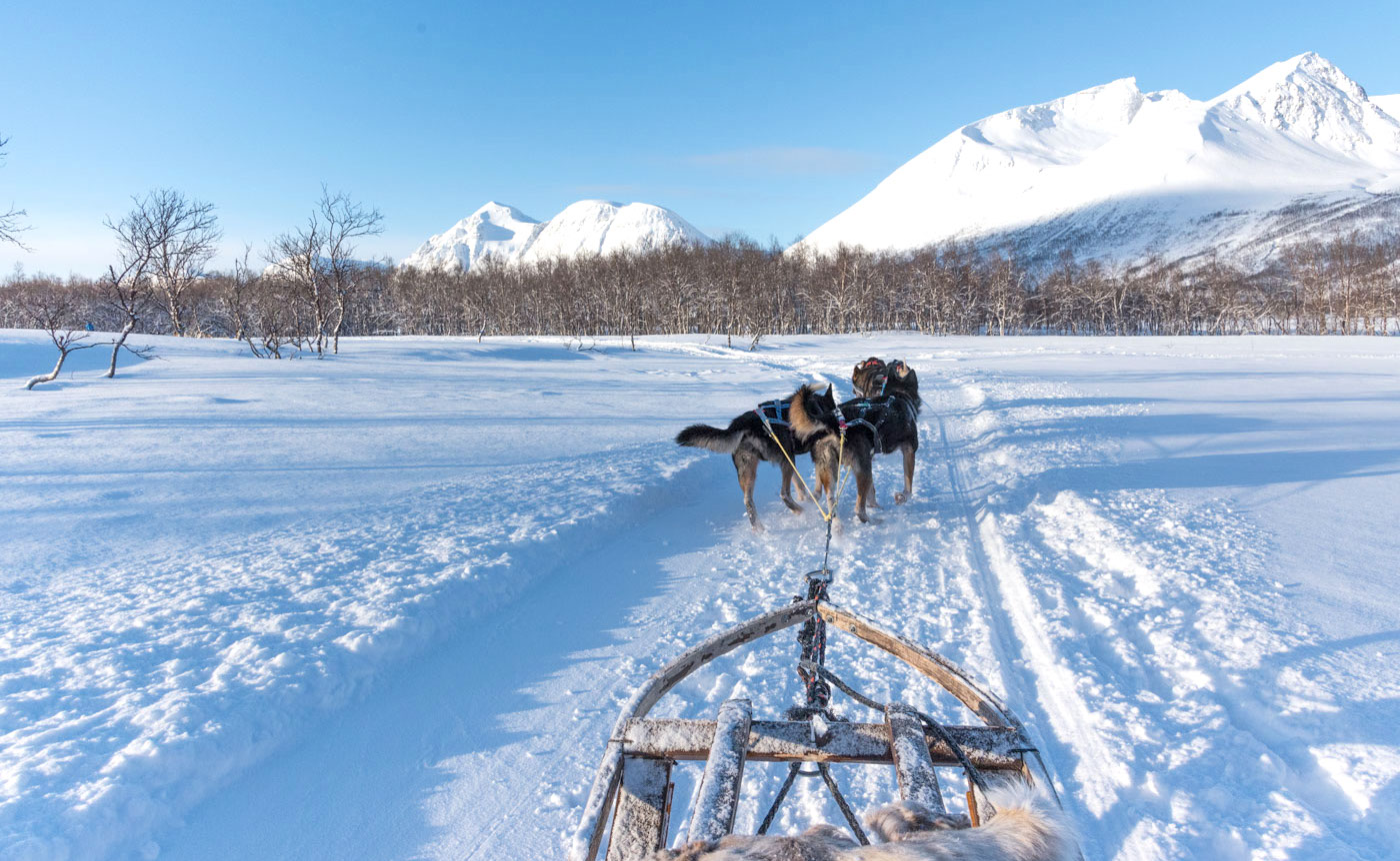 Chien de traineau à Tromso