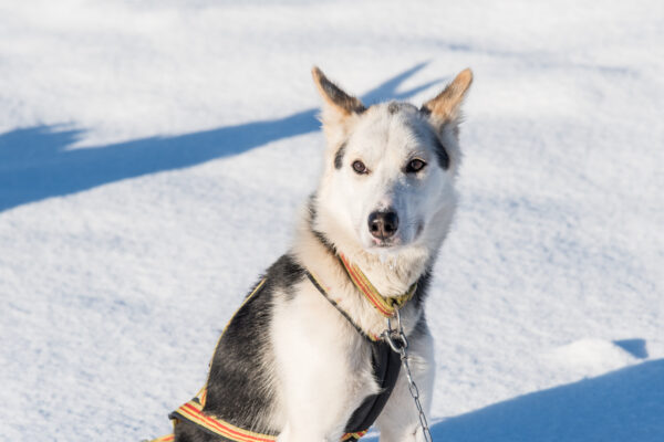 Chien husky