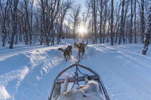 Excursion chien de traineau à Tromso en Norvège