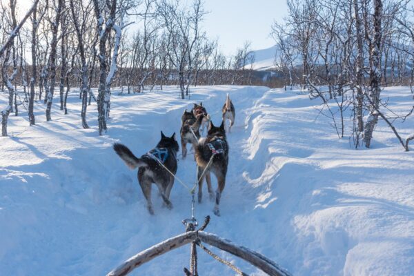 Faire du chien de traineau à Tromso : quelle période