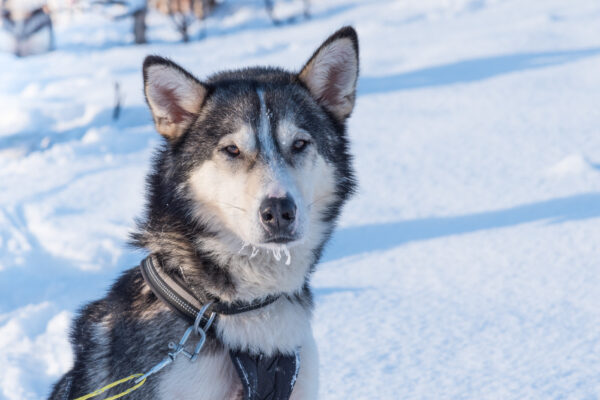 Husky à Tromso