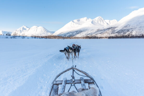 Traineau à chiens à Tromso